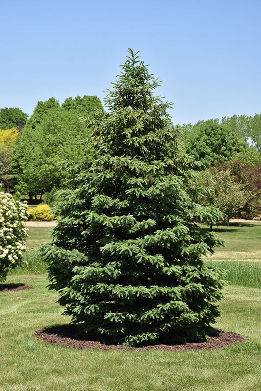 Black Hills Spruce (Picea glauca var. densata) at Arrowhead Nurseries Ltd.