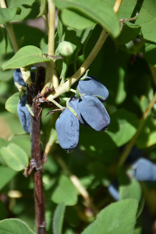 Berry Smart Blue Honeyberry (Lonicera caerulea 'Berry Smart Blue') at Arrowhead Nurseries Ltd.