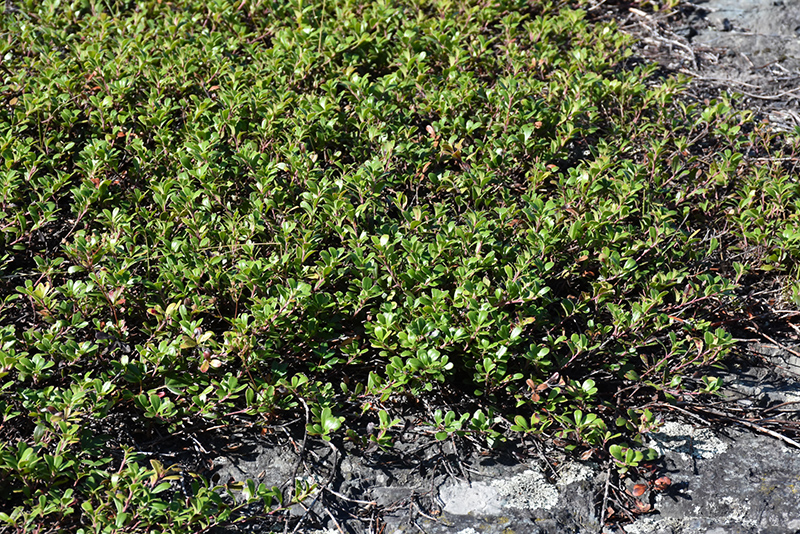 Bearberry (Arctostaphylos uva-ursi) at Arrowhead Nurseries Ltd.