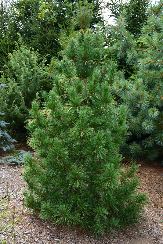 Columnar White Pine (Pinus strobus 'Fastigiata') at Arrowhead Nurseries Ltd.