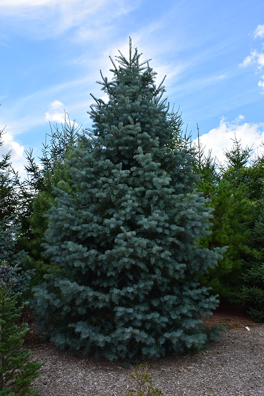 Bonny Blue Blue Spruce (Picea pungens 'Bonny Blue') at Arrowhead Nurseries Ltd.