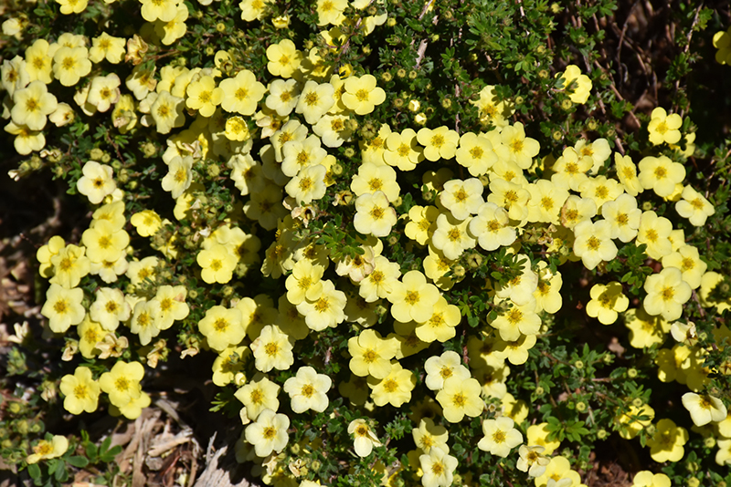 Primrose Beauty Potentilla (Potentilla fruticosa 'Primrose Beauty') at Arrowhead Nurseries Ltd.
